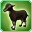 Teacup Goat Kid
